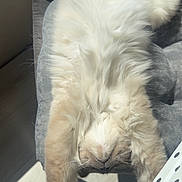 Thalys participe au concours pour gagner de l'argent avec cette photo : cat, fluffy, stretching, sunlight, chair, indoor, relaxing, feline, paw, fur, pet, cozy, resting, whiskers, animal, cute, soft, home, nap, comfort