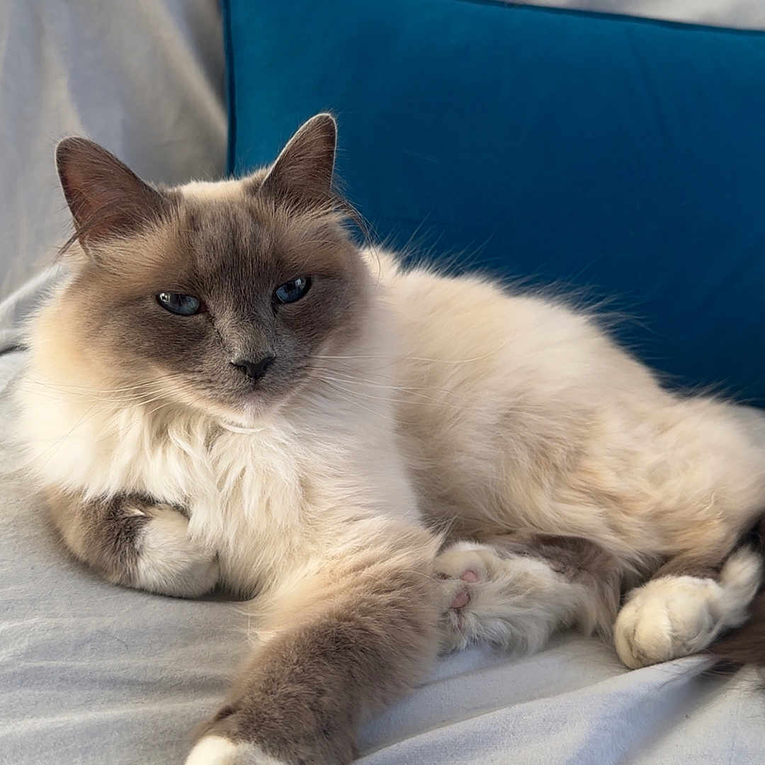 Thalys a rejoint le concours — aidez-le/la à gagner de superbes lots ! animal, blanket, blue_pillow, cat, closeup, cozy, cute, domestic, feline, fluffy, fur, indoor, laying_down, paws, pet, relaxed, resting, sleepy, soft, whiskers