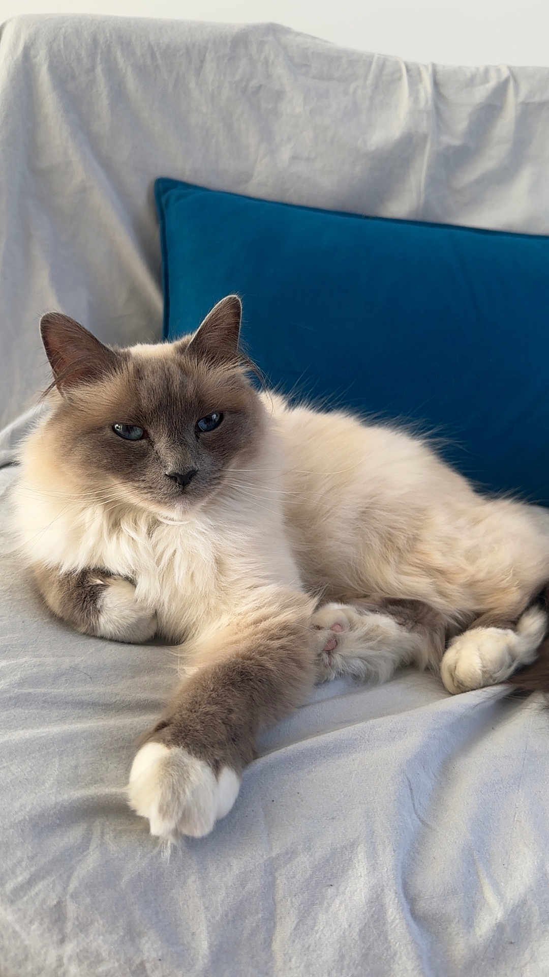 Thalys a rejoint le concours — aidez-le/la à gagner de superbes lots ! cat, fluffy, relaxed, blue_pillow, blanket, indoor, pet, feline, whiskers, paws, fur, resting, cute, cozy, animal, domestic, sleepy, soft, closeup, laying_down