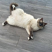 Ulysse participe au concours pour gagner de l'argent avec cette photo : cat, fluffy, blue_eyes, relaxed, stretching, indoor, gray_floor, tile_floor, pet, animal, cute, whiskers, tail, paws, feline, looking, lying_down, crossed_paws, domestic_cat, playful