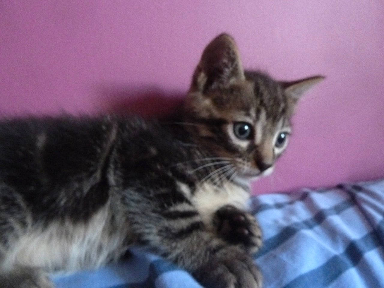 Jules a rejoint le concours — aidez-le/la à gagner de superbes lots ! carnivore, cat, claw, domestic_short_haired_cat, felidae, fur, paw, plaid, small_to_medium_sized_cats, snout, tartan, terrestrial_animal, whiskers, wildlife