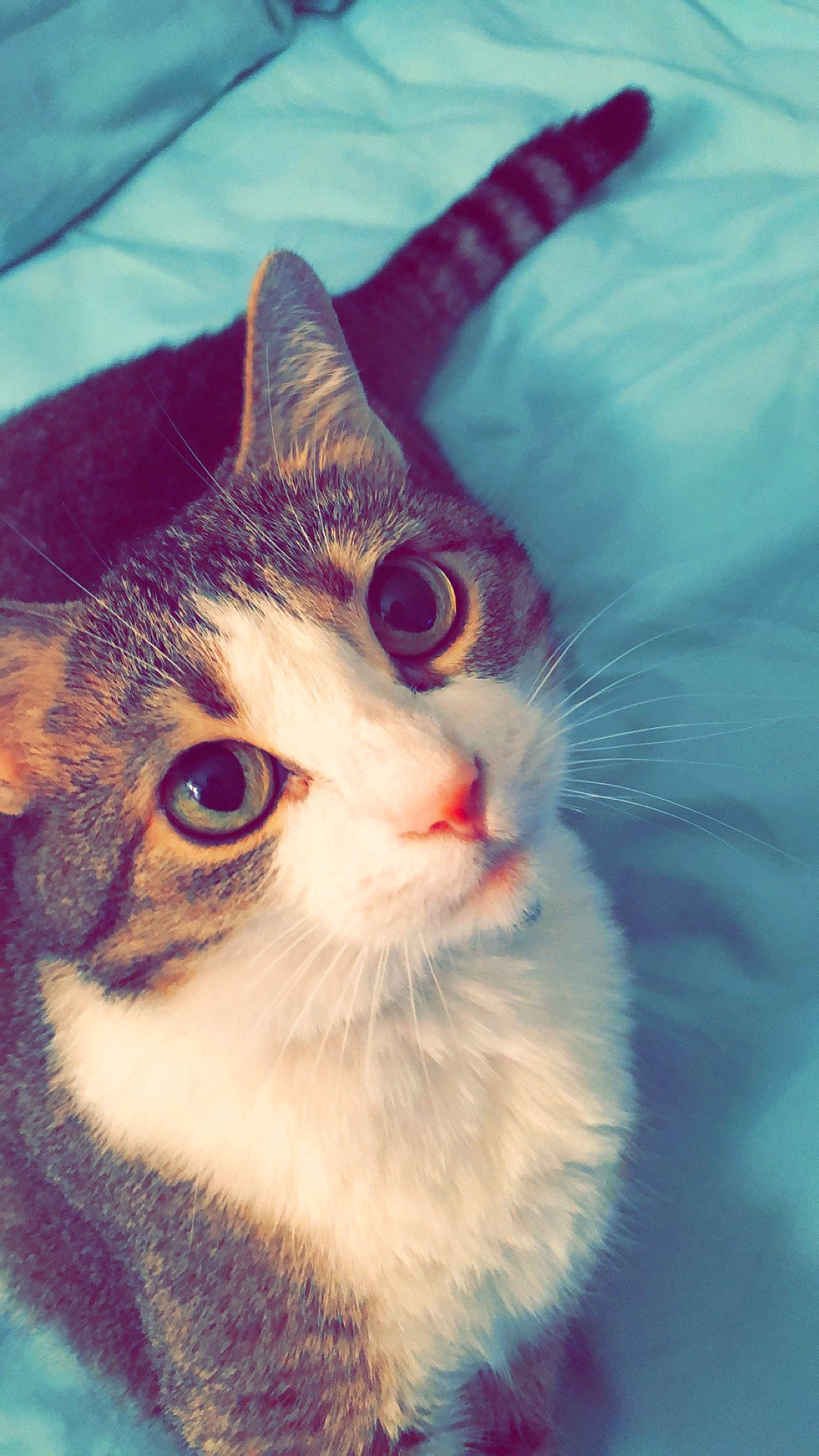 Coraline is registered to the contest to win money with this photo: aegean_cat, american_wirehair, asian, carnivore, cat, domestic_short_haired_cat, ear, european_shorthair, eye, felidae, fur, kitten, mammal, small_to_medium_sized_cats, snout, tabby_cat, whiskers