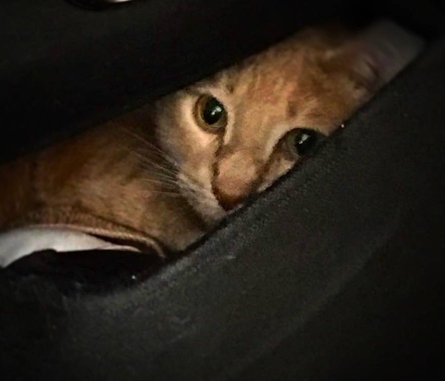 Hurley joined the competition — help win amazing prizes! carnivore, cat, darkness, domestic_short_haired_cat, felidae, fur, small_to_medium_sized_cats, snout, whiskers, wildlife, wood