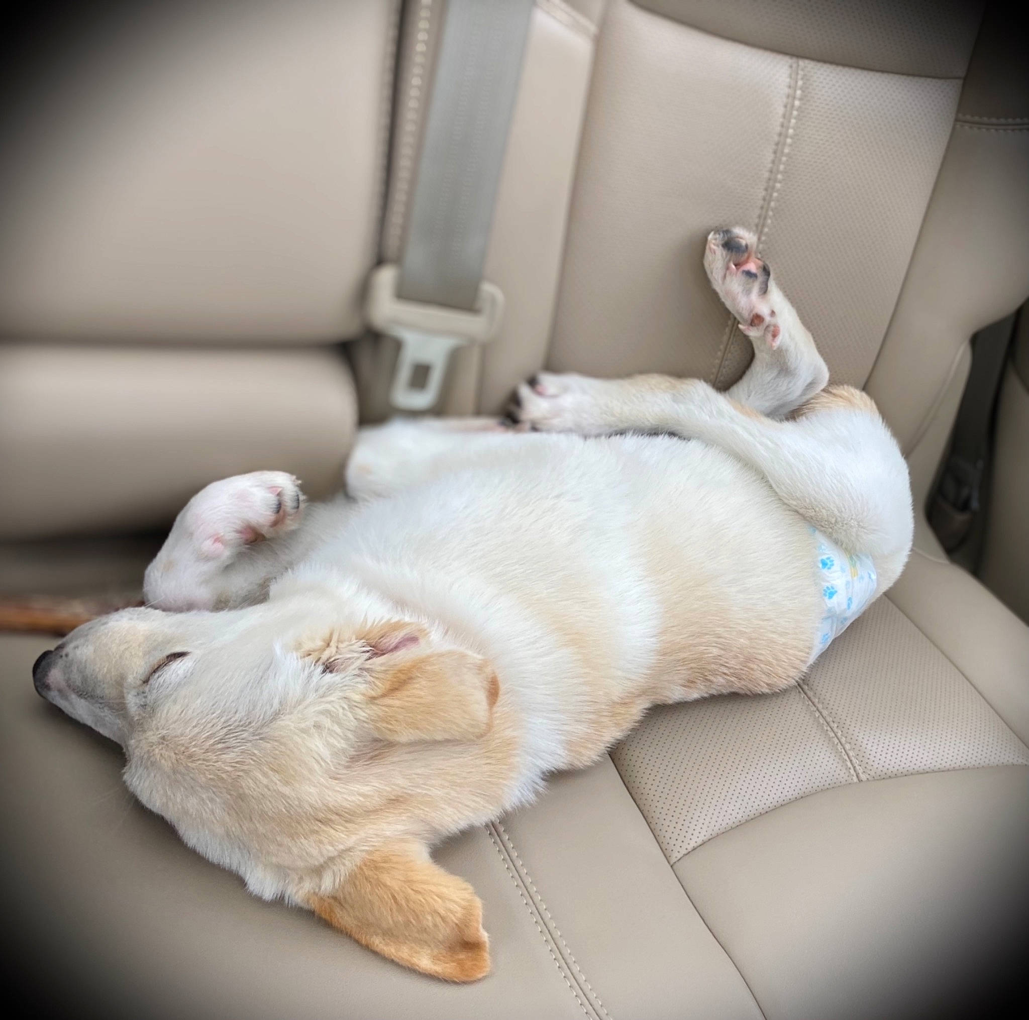 Cooper is registered to the contest to win money with this photo: bedding, canidae, carnivore, cat, comfort, companion_dog, couch, dog_breed, fawn, felidae, foot, fur, human_leg, linens, paw, small_to_medium_sized_cats, snout, sporting_group, tail, whiskers