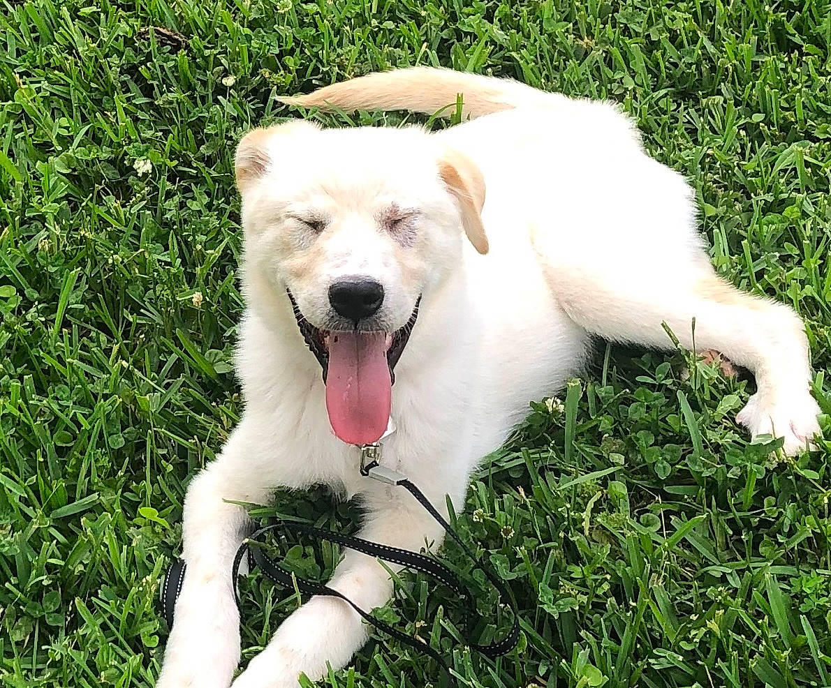 Cooper is registered to the contest to win money with this photo: canidae, carnivore, collar, companion_dog, dog, dog_breed, dog_collar, fang, fawn, grass, grassland, lawn, pet_supply, plant, snout, sporting_group, tail, terrestrial_animal, whiskers, working_animal