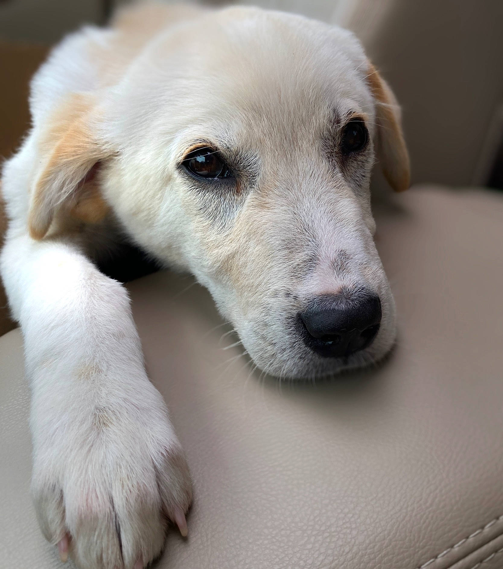 Cooper joined the competition — help win amazing prizes! canidae, carnivore, close_up, companion_dog, dog, dog_breed, ear, fawn, fur, head, non_sporting_group, paw, photography, puppy, snout, sporting_group, terrestrial_animal, whiskers, working_animal