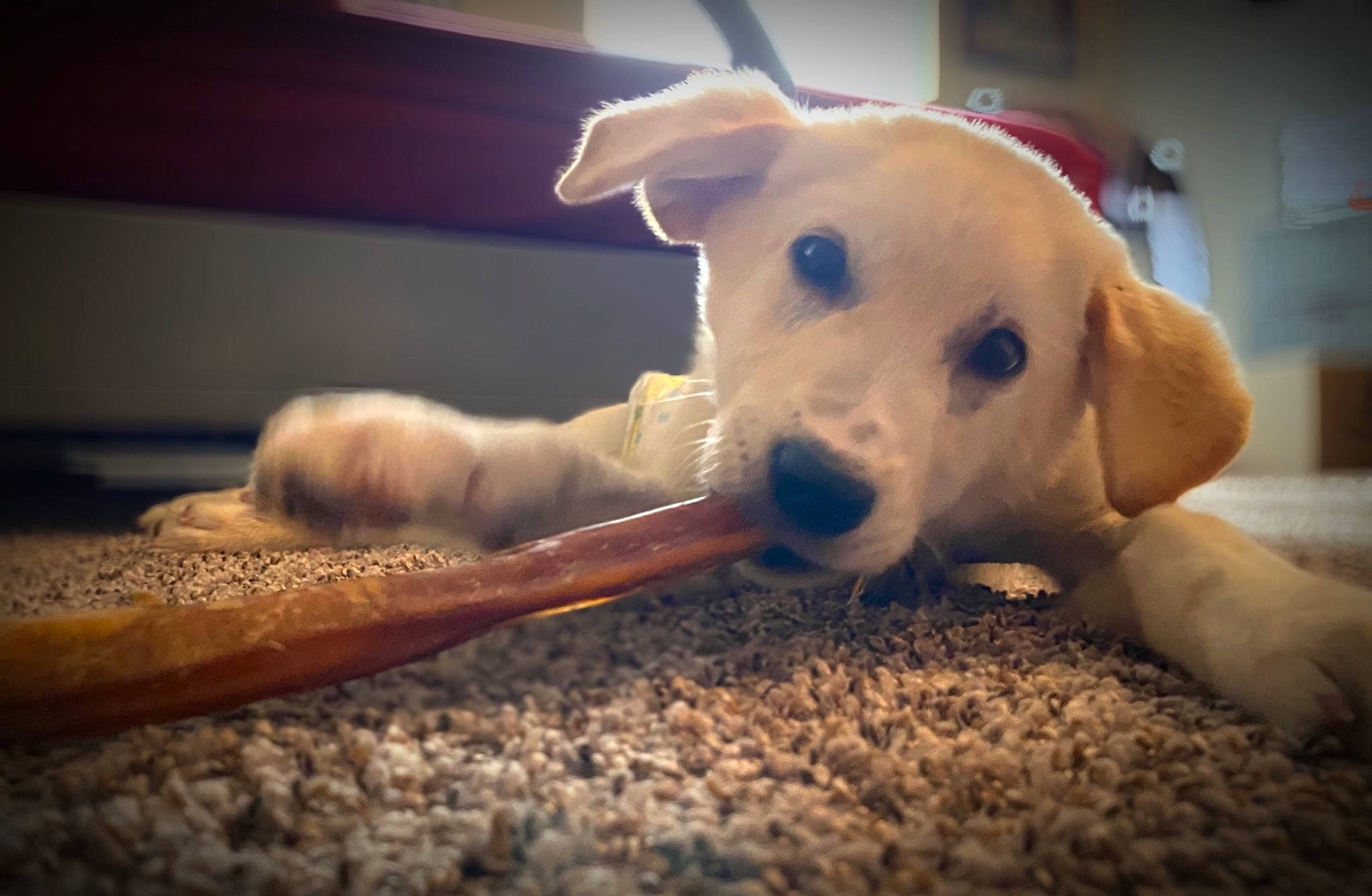 Cooper is registered to the contest to win money with this photo: canidae, carnivore, cloud, companion_dog, dog, dog_breed, dog_supply, ear, eye, fawn, flooring, pet_supply, sky, snout, sporting_group, tail, terrestrial_animal, vertebrate, wood, working_animal