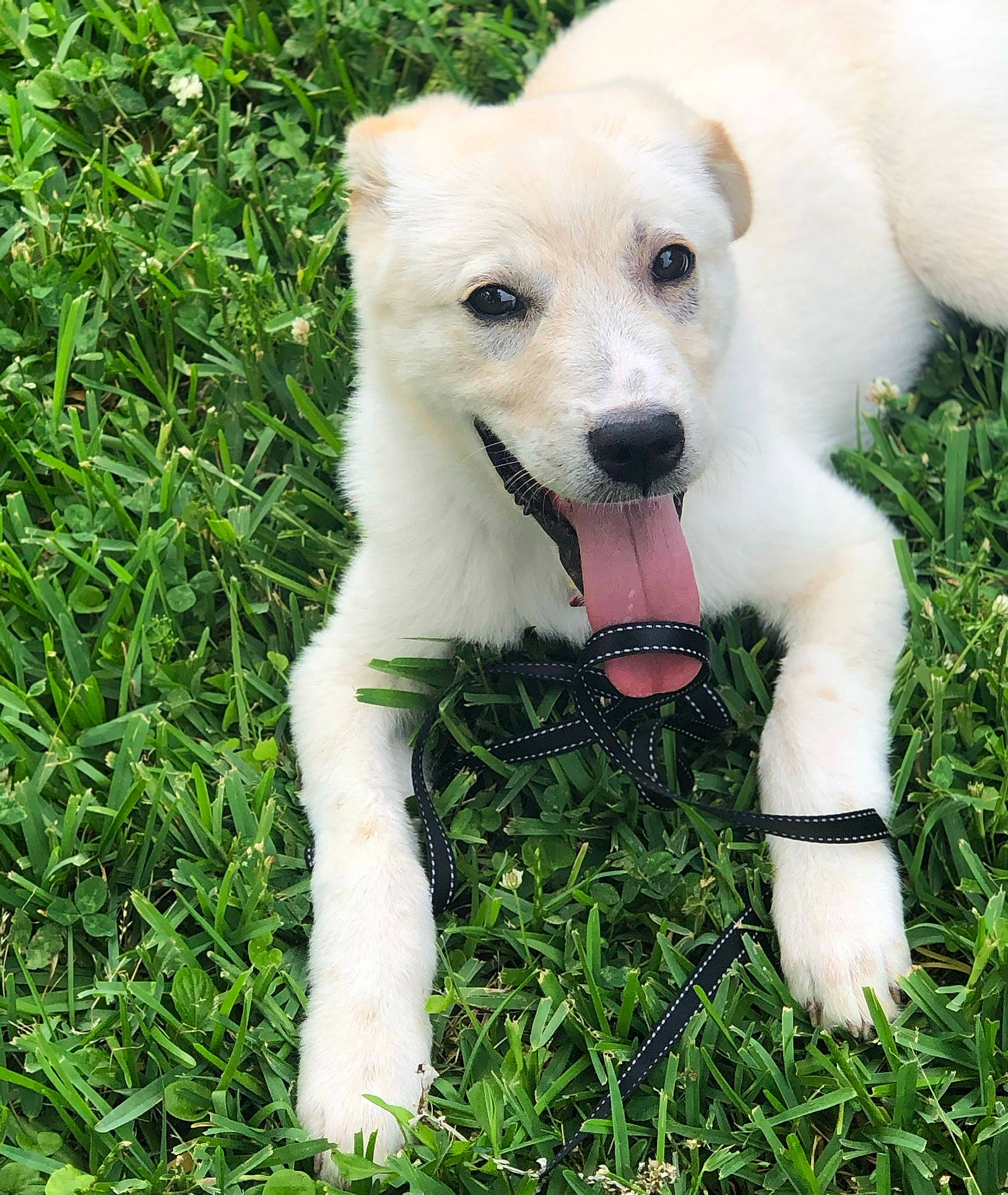 Cooper joined the competition — help win amazing prizes! ancient_dog_breeds, canidae, carnivore, collar, companion_dog, dog, dog_breed, dog_collar, dog_supply, fawn, grass, non_sporting_group, pet_supply, plant, snout, sporting_group, tail, terrestrial_animal, working_animal, working_dog