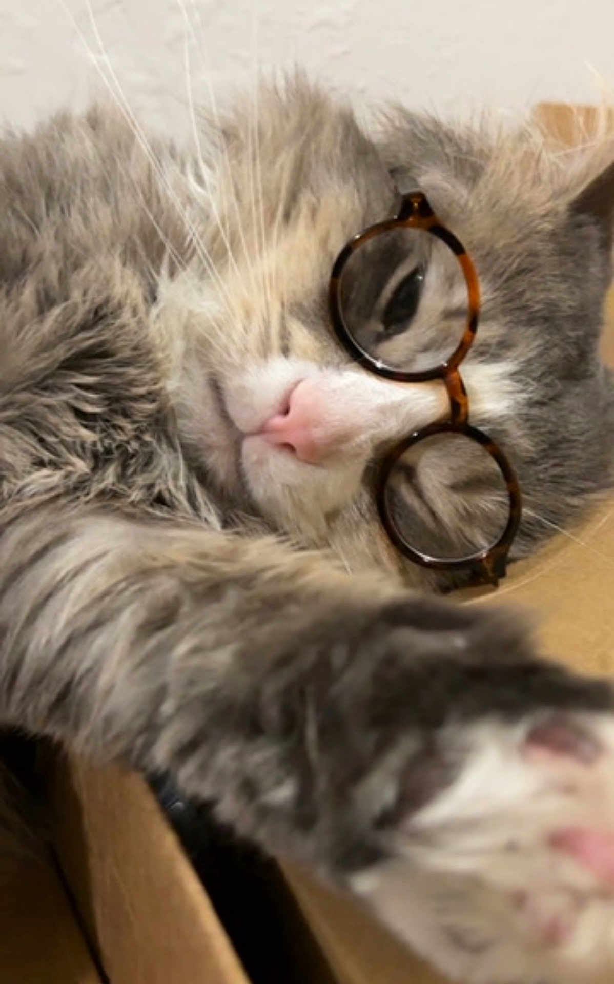 Simba is registered to the contest to win money with this photo: cat, sleeping, glasses, grey_fur, white_fur, pink_nose, whiskers, cardboard_box, close_up, paw, pet, cute, domestic_animal, feline, resting, indoor, cozy, fur, relaxed, eyewear