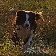 Ipsos a rejoint le concours — aidez-le/la à gagner de superbes lots ! animal, black_and_white, canine, daytime, dog, energetic, field, fur, grass, mammal, motion, nature, outdoor, pet, playful, running, summer, sunlight, water, wet