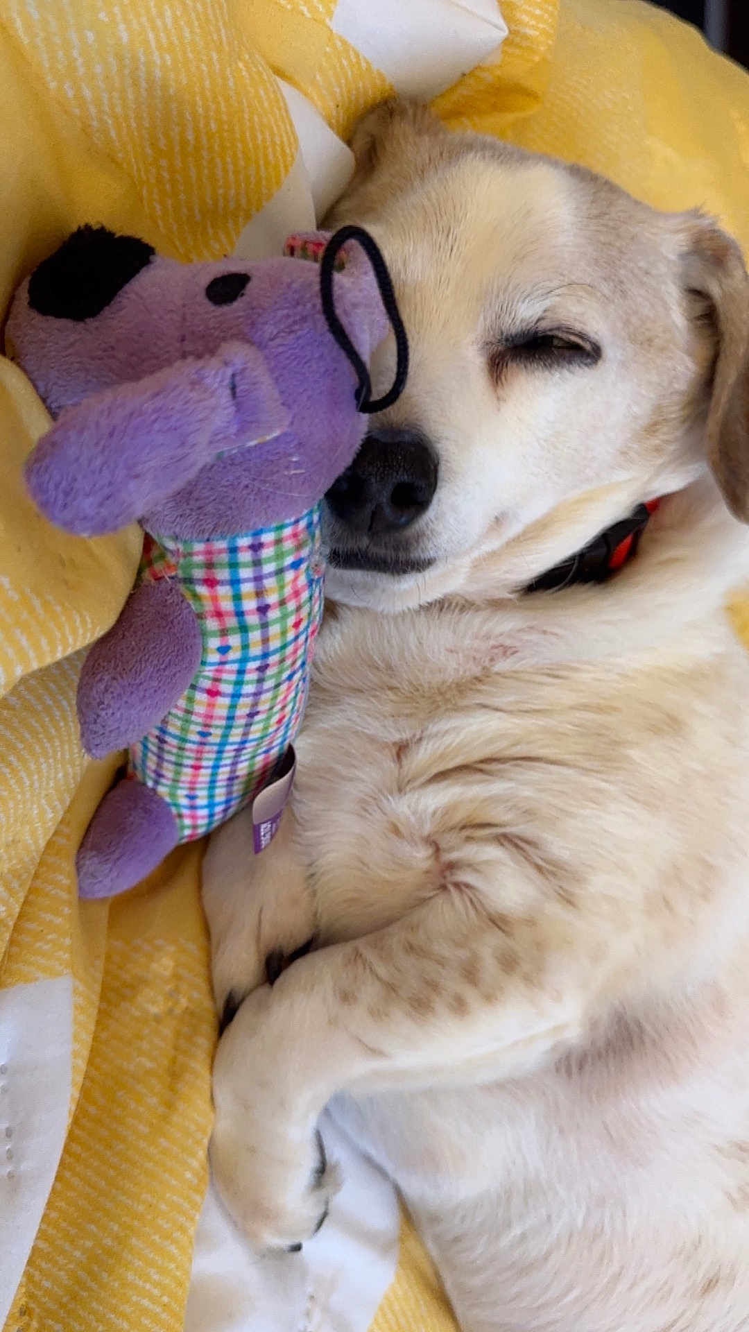 Toki Meko is registered to the contest to win money with this photo: animal, closeup, companion, cozy, cute, dog, fur, home, indoors, peaceful, pet, plush, relaxed, resting, sleeping, snuggling, soft, stuffed_toy, toy, yellow_blanket