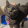cat, gray_cat, green_eyes, collar, pet_tag, whiskers, curious, indoor, feline, close_up, standing, domestic_animal, soft_focus, background_blur, household, pet, cute, animal, fur, portrait