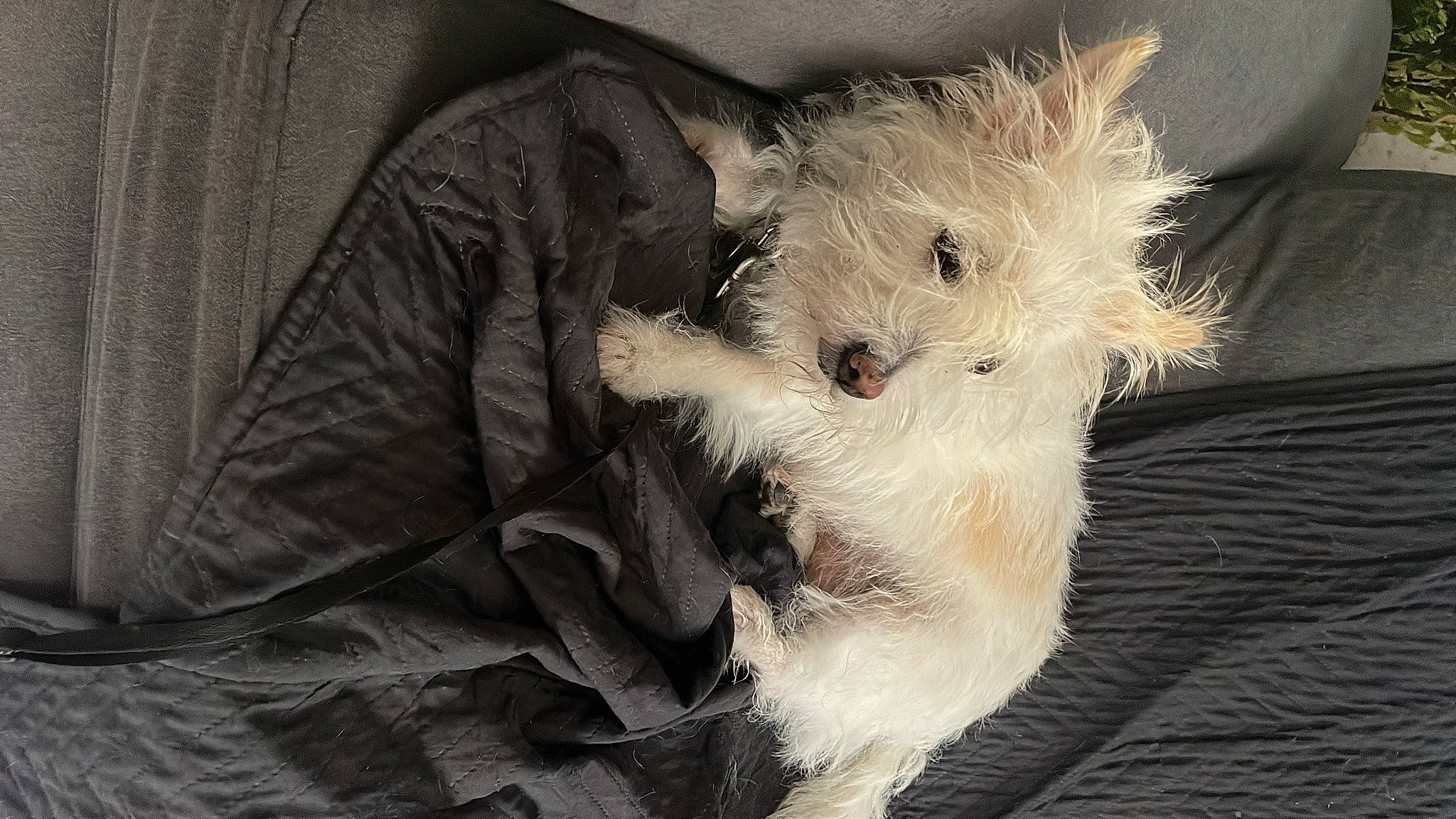 Vanille participe au concours pour gagner de l'argent avec cette photo : canidae, carnivore, comfort, companion_dog, dog, dog_breed, fur, non_sporting_group, paw, scottish_terrier, sleeve, small_terrier, snout, sporting_group, tail, terrier, toy_dog, working_animal