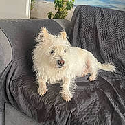 Vanille participe au concours pour gagner de l'argent avec cette photo : animal, beach, comfort, couch, dog, ears, fur, furniture, home, indoor, mural, nose, paw, pet, quilted_cover, relaxed, scruffy, tail, wall_art, white_dog