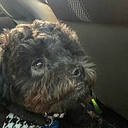 Rocket is registered to the contest to win money with this photo: dog, small_dog, black_dog, curly_fur, close_up, brown_eye, pet_tag, blue_tag, collar, houndstooth, car_interior, car_seat, headrest, seat, portrait, whiskers, snout, cute, companion_animal, indoor_lighting