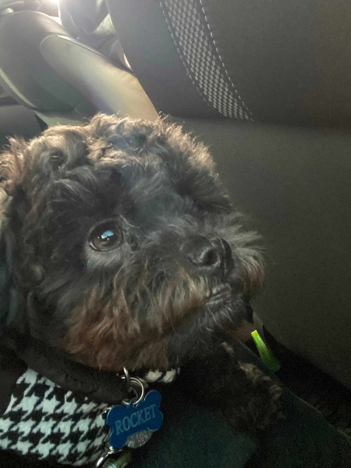 Rocket is registered to the contest to win money with this photo: dog, small_dog, black_dog, curly_fur, close_up, brown_eye, pet_tag, blue_tag, collar, houndstooth, car_interior, car_seat, headrest, seat, portrait, whiskers, snout, cute, companion_animal, indoor_lighting