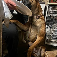 Safi Et Trixi participe au concours pour gagner de l'argent avec cette photo : dog, person, hand, plate, kitchen, dishwasher, plant, floor, collar, indoor, pet, brown_dog, furniture, table, wall, sitting, reaching, paw, human, interaction