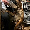 dog, person, hand, plate, kitchen, dishwasher, plant, floor, collar, indoor, pet, brown_dog, furniture, table, wall, sitting, reaching, paw, human, interaction