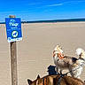 dog, beach, sand, sky, signpost, leash, outdoor, daytime, canine, sea, blue_sky, pet, animal, walking, sunny, nature, horizon, vacation, recreation, summer