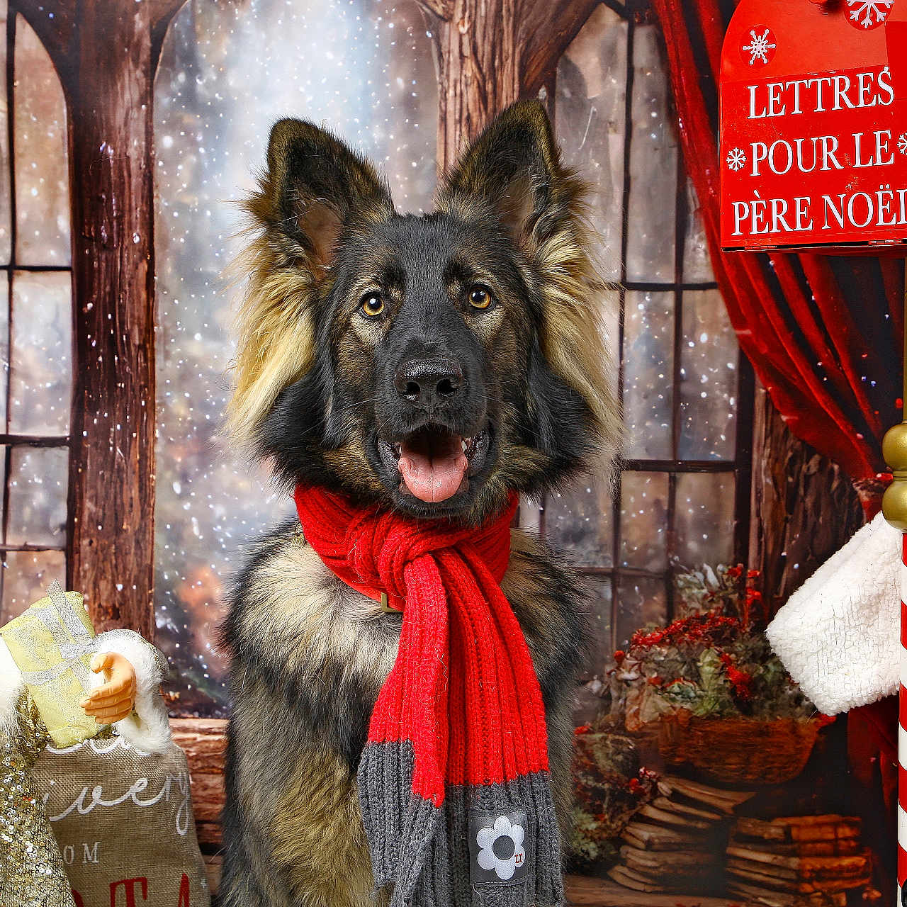 Volkane a rejoint le concours — aidez-le/la à gagner de superbes lots ! background, candle, christmas, cozy, curtains, decorations, dog, festive, german_shepherd, holiday, indoors, mailbox, portrait, red, santa_claus, scarf, seasonal, smiling, window, winter