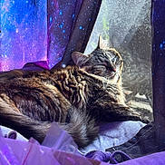 Rysy is registered to the contest to win money with this photo: animal, cat, cozy, curtains, ears, face, feline, fur, galaxy, indoors, lounging, pet, portrait, purple_lighting, relaxed, sleeping, stars, tabby_cat, whiskers, window