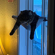 Cascade joined the competition — help win amazing prizes! animal, black_cat, blue_light, cat, collar, cozy, dangling_paws, evening, feline, fluffy, hanging, home, indoors, long_fur, pet, portrait, relaxed, warm_lighting, window, window_hammock