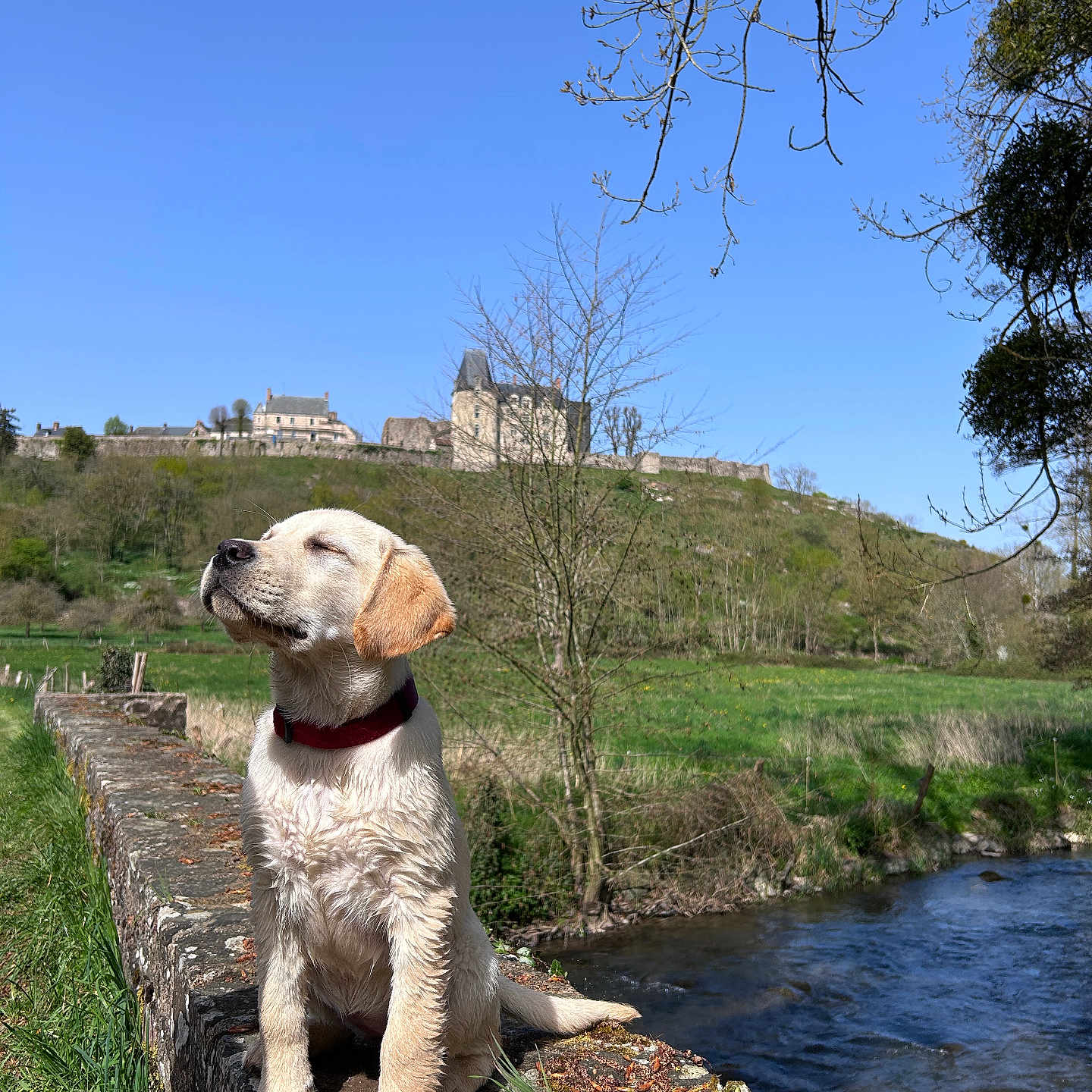 Ava a rejoint le concours — aidez-le/la à gagner de superbes lots ! animal, architecture, building, canine, castle, ditch, dog, field, fortress, grass, grassland, hound, labradorretriever, nature, outdoors, person, pet, plant, puppy, tree