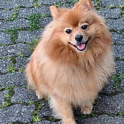 Haribo a rejoint le concours — aidez-le/la à gagner de superbes lots ! canine, close_up, dog, fluffy, greenery, happy, long_fur, moss, orange_fur, outdoor, paving_stones, pet, pointed_ears, pomeranian, portrait, sitting, small_dog, smiling, stone_path, tongue_out