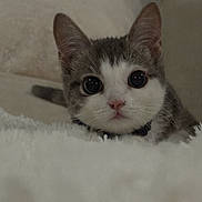 Pamuk a rejoint le concours — aidez-le/la à gagner de superbes lots ! cat, kitten, pet, close_up, portrait, indoor, bed, blanket, fur, whiskers, big_eyes, curious, ears, pink_nose, collar, cozy, soft_texture, domestic, adorable, staring