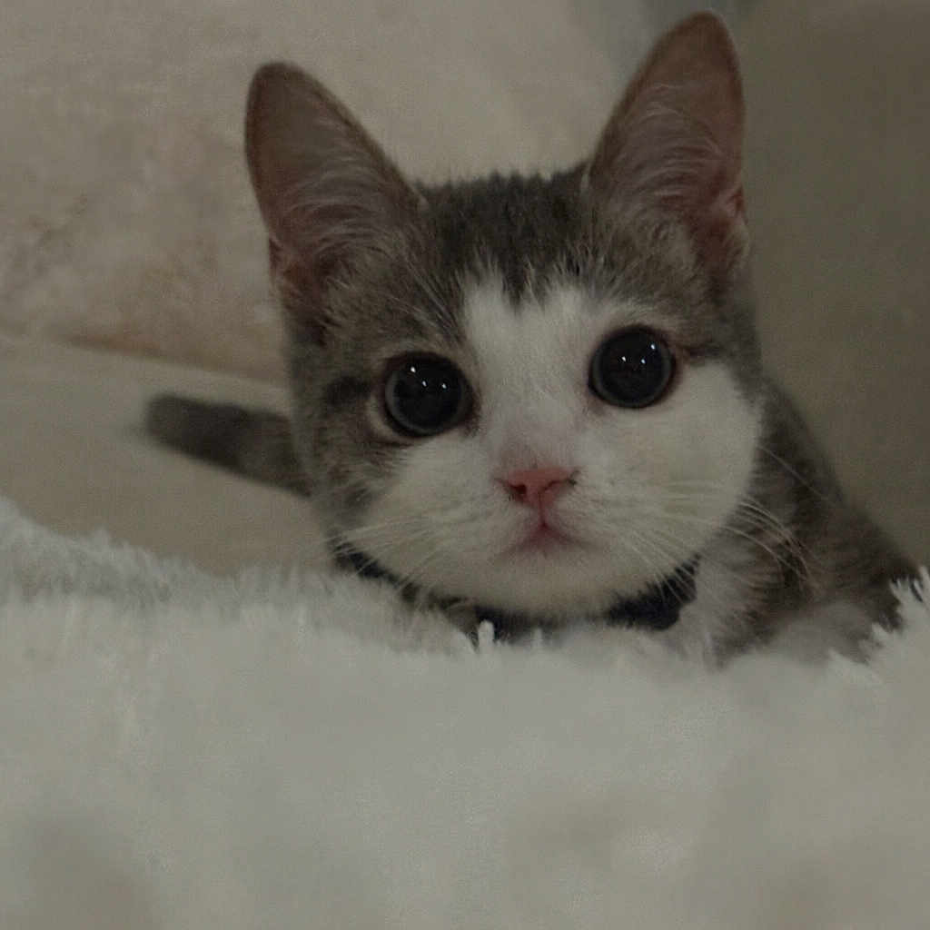 Pamuk