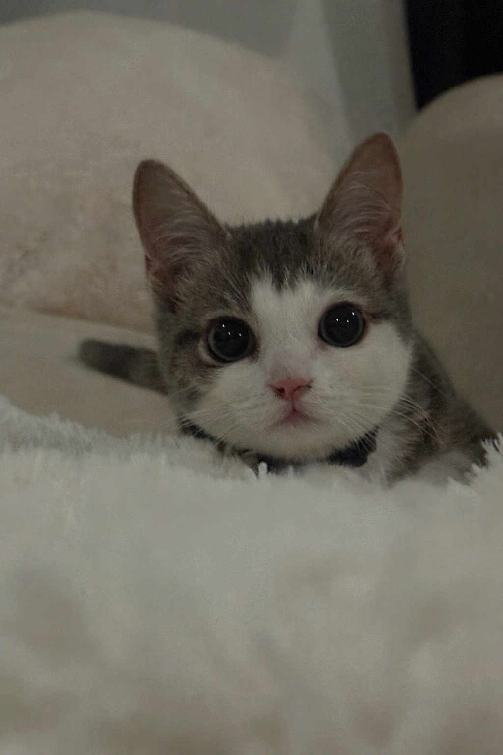 Pamuk a rejoint le concours — aidez-le/la à gagner de superbes lots ! cat, kitten, pet, close_up, portrait, indoor, bed, blanket, fur, whiskers, big_eyes, curious, ears, pink_nose, collar, cozy, soft_texture, domestic, adorable, staring