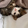 Pamuk participe au concours pour gagner de l'argent avec cette photo : cat, kitten, pet, blanket, bedding, quilt, whiskers, eyes, nose, paw, ear, fur, indoor, close_up, portrait, cozy, soft_texture, resting, upside_down, domestic_animal