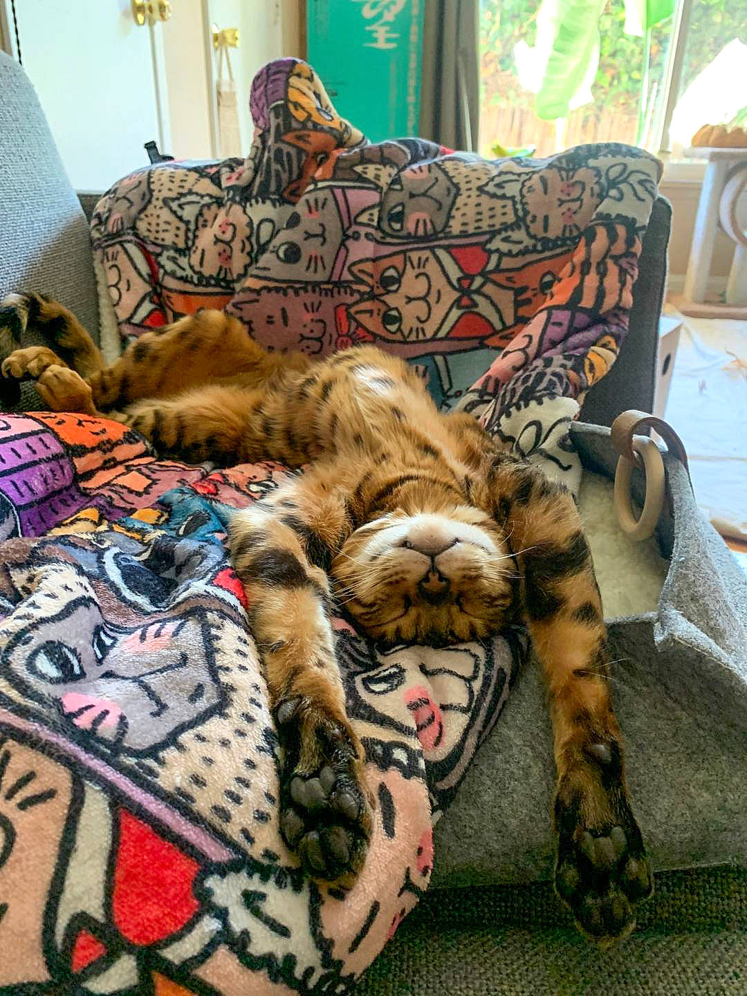 Fitz joined the competition — help win amazing prizes! bed_sheet, big_cats, carnivore, cat, claw, couch, felidae, fur, furniture, kitten, leg, room, small_to_medium_sized_cats, tattoo, tiger, whiskers