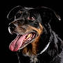 dog, canine, pet, tongue_out, black_background, close_up, portrait, fur, animal, happy, muzzle, ears, collar, brown_eyes, snout, black_fur, tan_markings, white_fur_patch, domestic_animal, studio_lighting