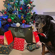 Bella participe au concours pour gagner de l'argent avec cette photo : black_dog, bow_tie, celebration, christmas_tree, cozy, decorations, dog, festive, floor, gift, green, holiday, indoor, lights, ornament, pet, present, red, tan_markings, wall