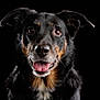 Bella participe au concours pour gagner de l'argent avec cette photo : dog, black_background, portrait, close_up, tongue_out, happy, pet, animal, fur, ears, face, canine, brown_eyes, black_fur, tan_markings, whiskers, friendly, studio_lighting, isolated, looking_at_camera