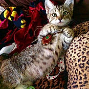Keta Michael is registered to the contest to win money with this photo: cat, kitten, tabby, animal, pet, cute, lying_down, paws, decorative_pendant, blanket, patterned_fabric, colorful, cozy, indoor, fur, whiskers, ears, alert, wide_eyes, resting