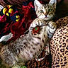 cat, kitten, tabby, animal, pet, cute, lying_down, paws, decorative_pendant, blanket, patterned_fabric, colorful, cozy, indoor, fur, whiskers, ears, alert, wide_eyes, resting