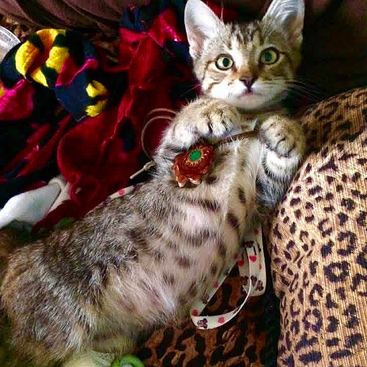 Keta Michael is registered to the contest to win money with this photo: cat, kitten, tabby, animal, pet, cute, lying_down, paws, decorative_pendant, blanket, patterned_fabric, colorful, cozy, indoor, fur, whiskers, ears, alert, wide_eyes, resting