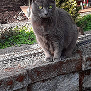 Rube joined the competition — help win amazing prizes! animal, background, cat, curious, daylight, ears, fur, gray_cat, greenery, miniature, model, nature, outdoor, pet, plants, sitting, small_scale, stone_wall, train_tracks, whiskers