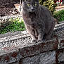 animal, background, cat, curious, daylight, ears, fur, gray_cat, greenery, miniature, model, nature, outdoor, pet, plants, sitting, small_scale, stone_wall, train_tracks, whiskers