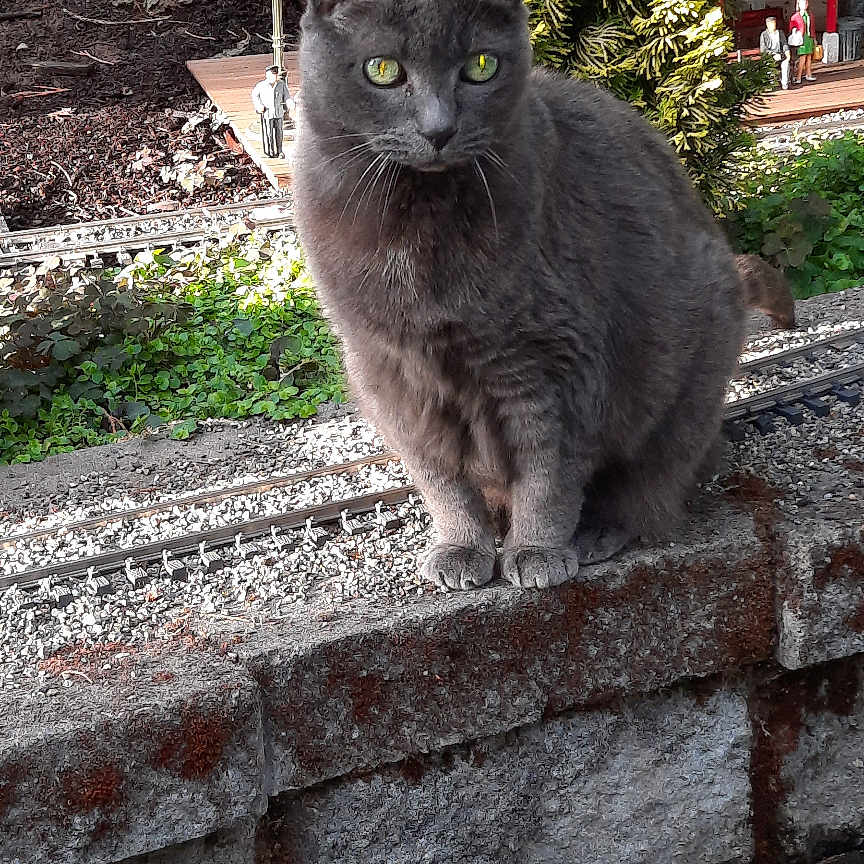 Rube joined the competition — help win amazing prizes! animal, background, cat, curious, daylight, ears, fur, gray_cat, greenery, miniature, model, nature, outdoor, pet, plants, sitting, small_scale, stone_wall, train_tracks, whiskers