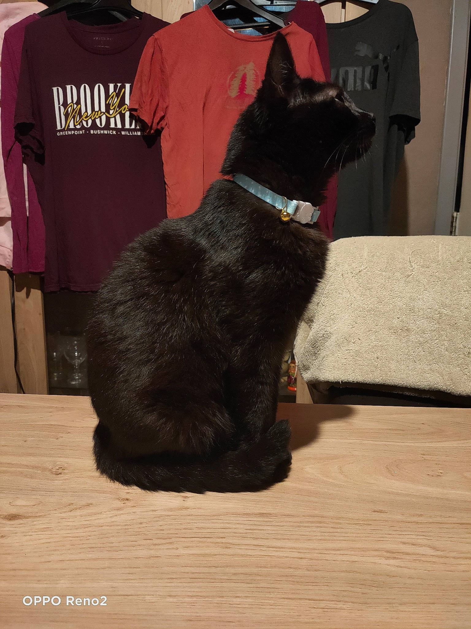 Socks participe au concours pour gagner de l'argent avec cette photo : active_shirt, carmine, carnivore, collar, companion_dog, dog_breed, domestic_short_haired_cat, felidae, flooring, fur, grey, hardwood, sleeve, small_to_medium_sized_cats, sportswear, t_shirt, tail, terrestrial_animal, whiskers, wood