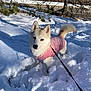 dog, canine, snow, winter, pink_coat, leash, outdoor, park, tree, forest, white_fur, fluffy, pet, portrait, standing, cold, daylight, shadow, ground, path