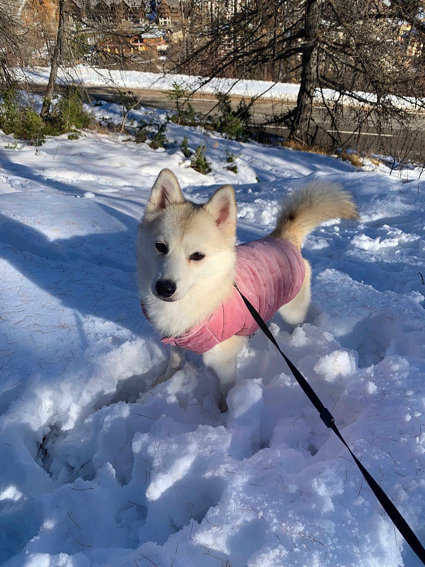 Mia a rejoint le concours — aidez-le/la à gagner de superbes lots ! dog, canine, snow, winter, pink_coat, leash, outdoor, park, tree, forest, white_fur, fluffy, pet, portrait, standing, cold, daylight, shadow, ground, path