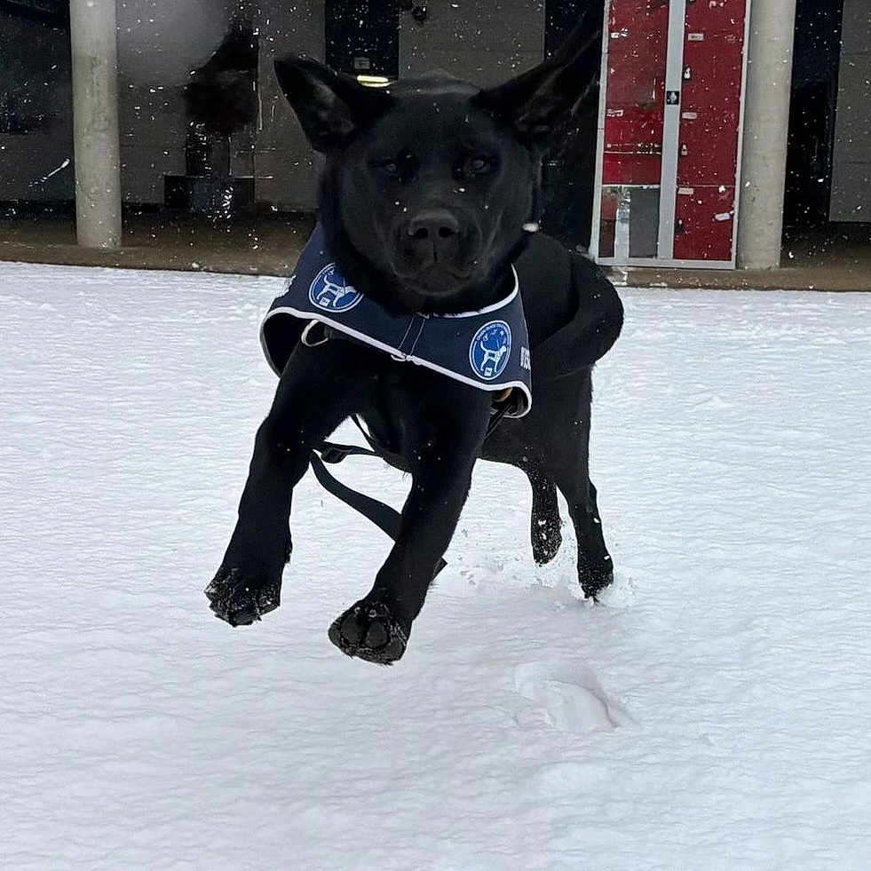 Valda participe au concours pour gagner de l'argent avec cette photo : active, animal, black_dog, building, canine, daylight, dog, footprints, fur, harness, leash, locker, motion, outdoor, pillar, playful, running, snow, snowfall, winter