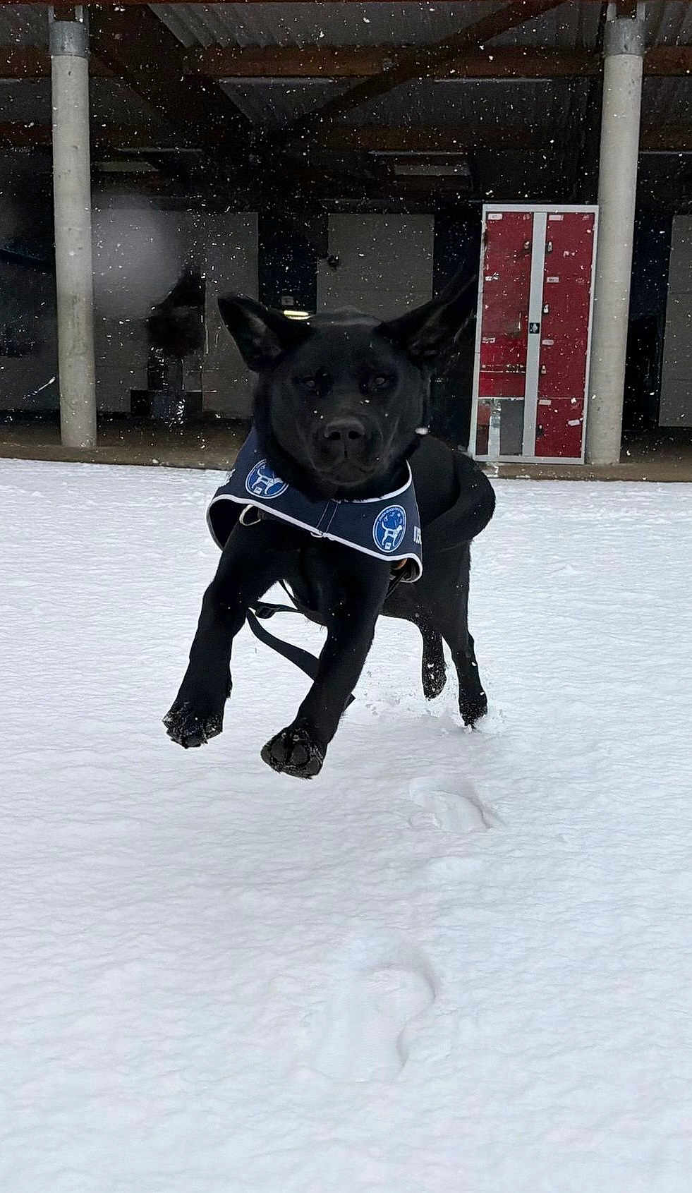 Valda participe au concours pour gagner de l'argent avec cette photo : dog, black_dog, snow, running, harness, footprints, outdoor, winter, playful, animal, canine, active, motion, snowfall, building, locker, pillar, daylight, fur, leash