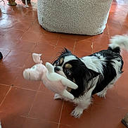 Margot participe au concours pour gagner de l'argent avec cette photo : dog, stuffed_toy, indoor, tile_floor, black_and_white, pet, playful, toy, animal, fur, tail, bean_bag, decor, pottery, floor, cute, small_dog, living_room, play, pet_toy
