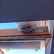 Petit Minou a rejoint le concours — aidez-le/la à gagner de superbes lots ! cat, white_cat, fluffy, window, wooden_frame, shade, curious, peeking, outdoor, daylight, sky, whiskers, ears, animal, pet, feline, closeup, roof, building, architecture