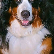Benny joined the competition — help win amazing prizes! dog, bernese_mountain_dog, close_up, pet, canine, fluffy, tricolor, brown, black, white, fur, animal, mammal, portrait, friendly, indoor, smiling, face, cute, domestic_animal